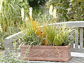 Kniphofia 'Little Maid' (torch lily), Libertia 'Goldfinger'