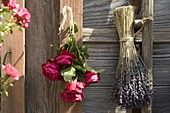 Pink (rose) hung up to dry next to lavandula (lavender)