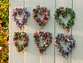 Hearts of hydrangea (hydrangea) hung on wooden wall