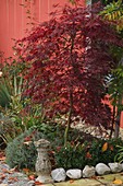 Acer palmatum 'Dissectum Garnet' (red-leaved Japanese maple)