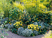 Flower bed with container plants in yellow and silver gray
