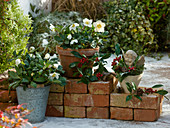 Helleborus (Christmas rose) in clay pot and zinc bucket