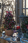 Weihnachtliches Tischarrangement mit Picea glauca 'Conica'