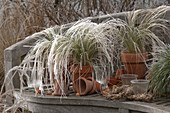 Carex in clay pots on wooden bench, lanterns, small wreaths