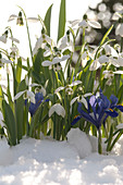 Galanthus nivalis (Snowdrop), Iris reticulata (Netziris)