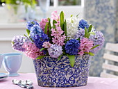 Arrangement of Hyacinthus in blue-white ceramic jardiniere
