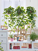 Hanging baskets with Efutute as a room divider