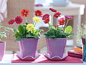 Gerbera (mini gerbera) in purple planters with coasters