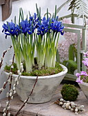 Iris reticulata (dwarf beardless iris) in bowl, catkin willow