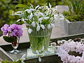 Galanthus (Schneeglöckchen), Cyclamen coum (Frühlings - Alpenveilchen)