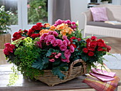 Basket planted with Begonia elatior, Adiantum 'Fragrans'