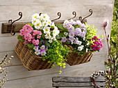 Small baskets with Primula acaulis, Viola cornuta