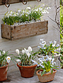 Galanthus nivalis (snowdrop) in a small wooden box