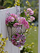 Small metal basket with primula acaulis (spring primrose)