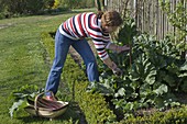 Woman reaps Rheum (rhubarb) in bed with Buxus (box hedge)