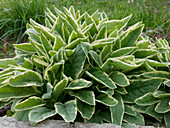 Symphytum x uplandicum 'Variegatum' (weißbunter Beinwell)