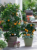 Citrus sinensis, Citrus limon 'Meyer'