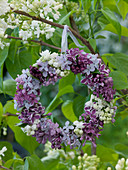 Wreath from Syringa in mixed colors hung on lilac branch