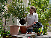 Frau setzt Nerium (Oleander) in Tontopf