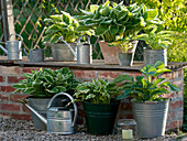 Funkia in pots on and on wall