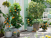 Citrus sinensis, Citrus myrtifolia, Helichrysum