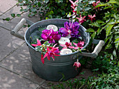 Fuchsia (fuchsia) flowers and floating candles in zinc container