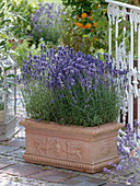 Lavandula 'Hidcote Blue' (lavender) in terracotta box