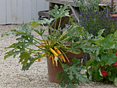 Zucchini 'Goldrush' (yellow zucchini) in a terracotta bucket