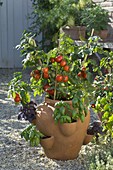 Lycopersicon 'Miniboy' (Mini-Tomato), Ocimum