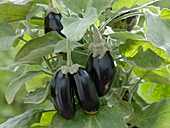 Solanum melongena 'Picola' (mini eggplant)
