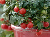 Lycopersicon 'balcony star' (bush tomato)