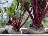 Beta vulgaris 'Babybeat' (Beets, Beetroot)