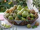 Flacher Korb mit verschiedenen Birnen