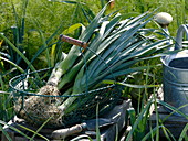 Freshly picked leek in wire basket