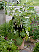Mini eggplant 'Picola' (Solanum melongena) in terracotta tubs