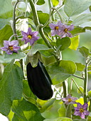 Solanum melongena 'Picola' (mini eggplant), fruit and flowers