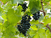 Vitis vinifera 'Esther' (blue grapes)