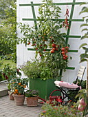 Grüner Holzkasten mit Tomaten, Chili und Basilikum an weißer Holzwand