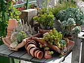Mixed succulent plants in terracotta artifacts on wooden table