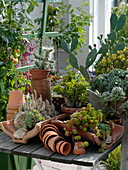 Gemischte sukkulente Pflanzen in Terrakotta auf Holztisch
