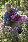 Woman cuts flowers in the aster bed