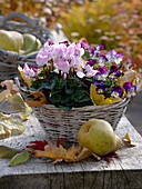 Basket with Cyclamen, Viola cornuta Callisto