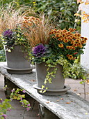 Light gray pots planted the same, chrysanthemum