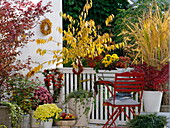 Yellow-red autumn balcony with fan columbine, Zierkirsche