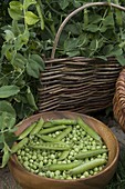 Peas (Pisum) freshly prepared in wooden bowl