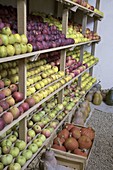 Store apples (Malus) on shelves, pumpkins (Cucurbita) on the ground