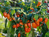 Chili 'Habanero'-Orange (Capsicum chinense)