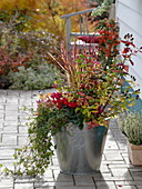 Large metal bucket planted with Cyclamen, Hypericum