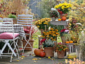 Autumnal terrace with Chrysanthemum, Pyracantha