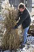 Man ties Miscanthus (miscanthus) together